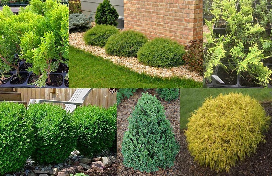 Evergreen Plants To Stay Evergreen
