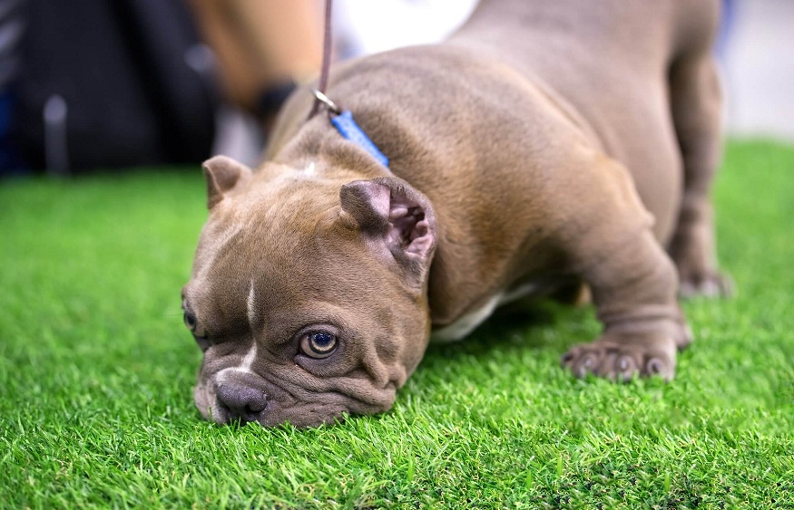 Reasons Why Your Pooch Will Love Artificial Turf