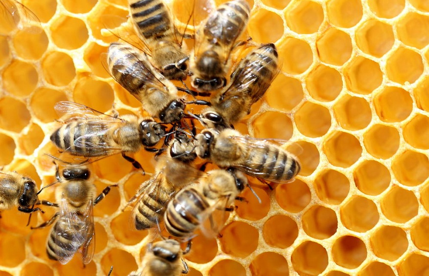 Saving the Honeybee