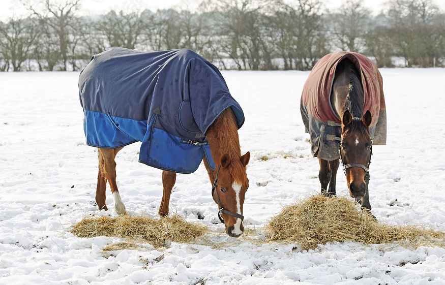 Need For Horses during winter