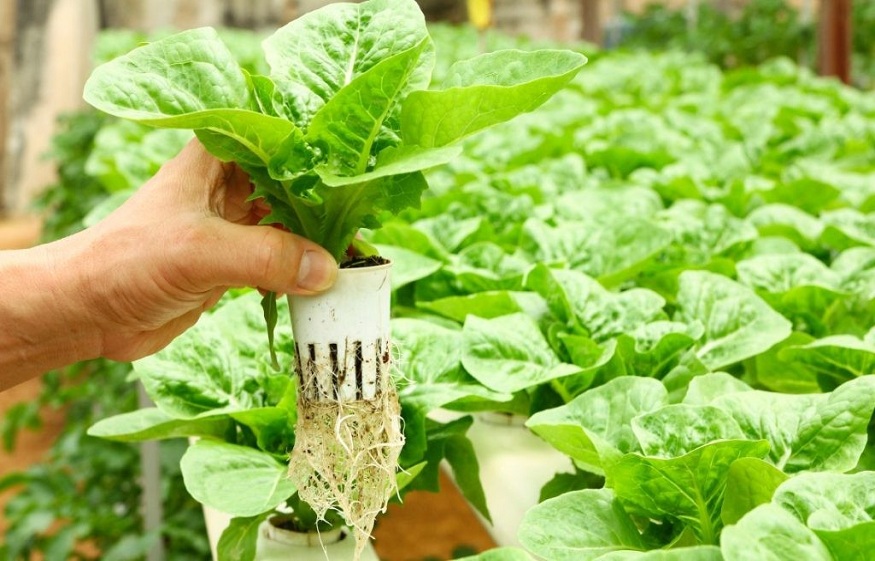 Hydroponics is Revolutionising Modern Farming